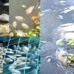 പെരിയാറിൽ മത്സ്യങ്ങൾ ചത്ത് പൊങ്ങിയ സംഭവം; കാരണം രാസമാലിന്യമെന്ന് വിദഗ്ധ സമിതി റിപ്പോർട്ട്