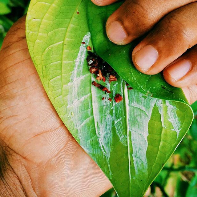 വെറ്റില മുറുക്ക് ‘തറവാടിത്ത’മായിരുന്നു, എന്നാൽ മുറുക്കുക എന്നാൽ ചവച്ചുചവച്ചു നാശത്തിലേക്കു പോകുക എന്നായിരിക്കും അർഥം