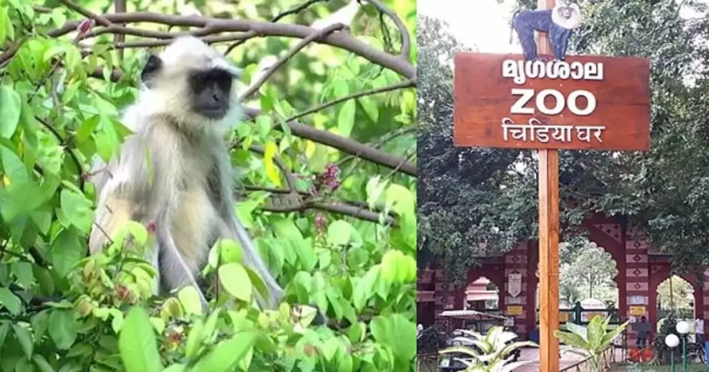 തിരുവനന്തപുരം മൃഗശാലയിൽ കൂട് തുറന്ന് ചാടിയത് 3 പെൺ ഹനുമാൻ കുരങ്ങുകൾ; കൂട്ടിൽ ഒറ്റക്കായി ആൺ കുരങ്ങ്