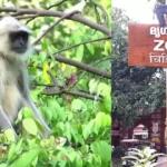 തിരുവനന്തപുരം മൃഗശാലയിൽ കൂട് തുറന്ന് ചാടിയത് 3 പെൺ ഹനുമാൻ കുരങ്ങുകൾ; കൂട്ടിൽ ഒറ്റക്കായി ആൺ കുരങ്ങ്