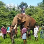 ‘പുതുപ്പള്ളി സാധു’വിനെ കണ്ടെത്തി, വനത്തിന് പുറത്തെത്തിച്ചു