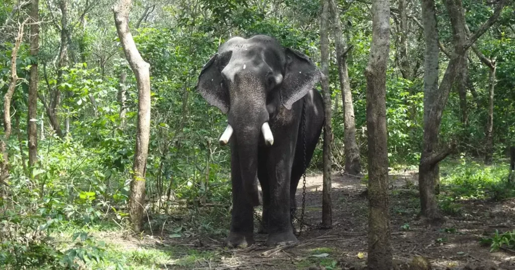 കാട്ടാന ആക്രമണത്തിൽ വാളയാർ സ്വദേശിക്ക് പരിക്ക്