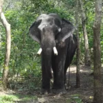 കാട്ടാന ആക്രമണത്തിൽ വാളയാർ സ്വദേശിക്ക് പരിക്ക്