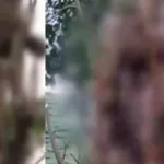 ആടിന് തീറ്റ ശേഖരിക്കാൻ മരത്തിൽ കയറി; ഇടുക്കിയിൽ വൈദ്യുതാഘാതമേറ്റ് യുവാവ് മരിച്ചു