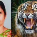 നരഭോജി കടുവയ്ക്കായുള്ള തിരച്ചില്‍ ഊര്‍ജ്ജിതം; രാധയുടെ വിയോഗത്തില്‍ മനംതകര്‍ന്ന് മാനന്തവാടി